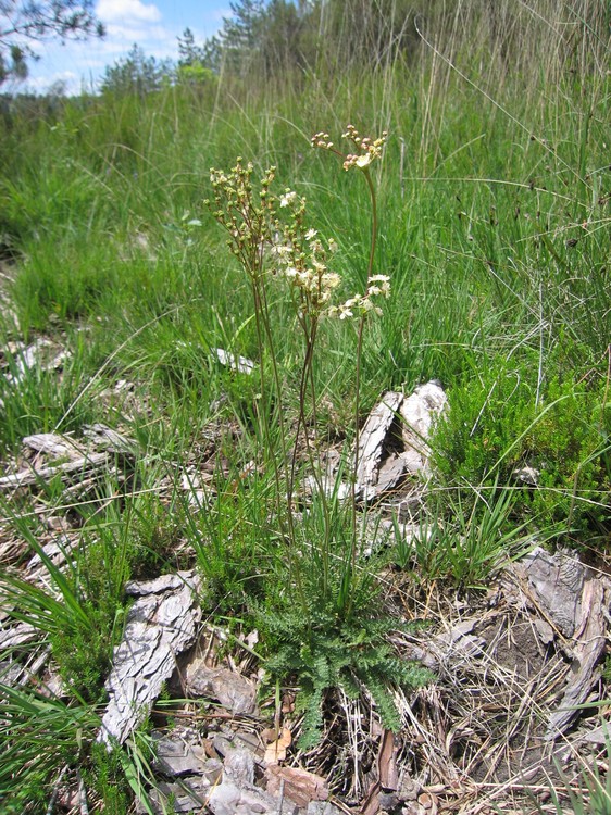 Filipendula vulgaris